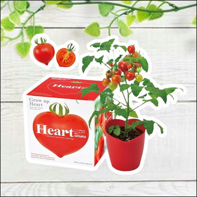 トマト栽培セットハートマト　75-3