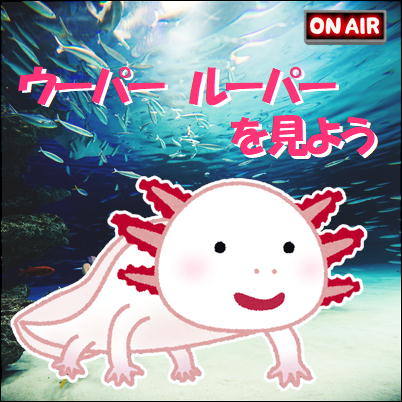 【●LIVE中継！】ウーパールーパーのご様子【ミ(・___・)彡】
