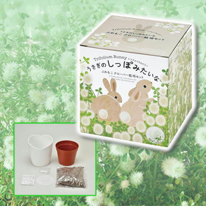 【クローバー】うさぎの尻尾みたいな栽培セット　Ⓣ35-2(23/02/09)