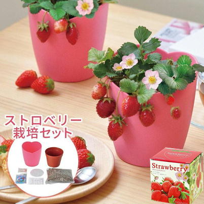 ピンクの花咲く ストロベリー栽培セット【5/19入荷】🄬