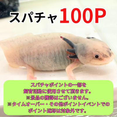 [Super Chat: 100] Let's all raise the axolotl 